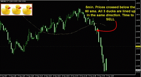 how to use forex 3 ducks trading system